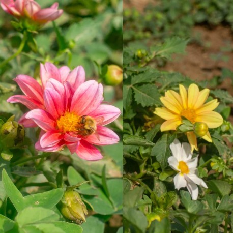 DAHLIA "MYSTERY Mix" - Graines BIO | KOKOPELLI | Graines et Bio DAHLIA "MYSTERY Mix" - Graines BIO | KOKOPELLI | Graines et Bio