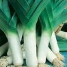POIREAU PRÉCOCE GROS LONG D'ÉTÉ - Graines BIO | KOKOPELLI | Graines et Bio
