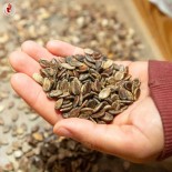 PASTÈQUE PRÉCOCE Astrakhanski - Graines BIO | KOKOPELLI | Graines et Bio
