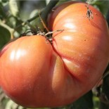 TOMATE ANCIENNE Brandywine Rose - Graines BIO