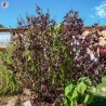 PÉRILLA ROUGE DU JAPON "Shiso Pourpre" - Graines BIO | KOKOPELLI | Graines et Bio
