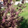 PÉRILLA ROUGE DU JAPON "Shiso Pourpre" - Graines BIO | KOKOPELLI | Graines et Bio