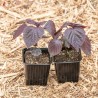 PÉRILLA ROUGE DU JAPON "Aka Shiso" - Graines BIO | KOKOPELLI | Graines et Bio