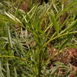 TAGÈTE NÉMATICIDE - Graines BIO | KOKOPELLI | Graines et Bio