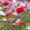 FLORE FRANÇAISE - Graines en mélange fleuri | Ferme de Sainte Marthe | Graines et Bio