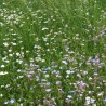 PELOUSE FLEURIE - Graines en mélange | Ferme de Sainte Marthe | Graines et Bio