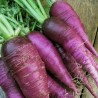 RADIS VIOLET de Gournay - Graines BIO | Ferme de Sainte Marthe | Graines et Bio