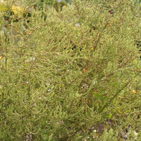THÉ DU MEXIQUE ou ÉPAZOTE - Graines BIO | Ferme de Sainte Marthe | Graines et Bio THÉ DU MEXIQUE ou ÉPAZOTE - Graines BIO | Ferme de Sainte Marthe | Graines et Bio