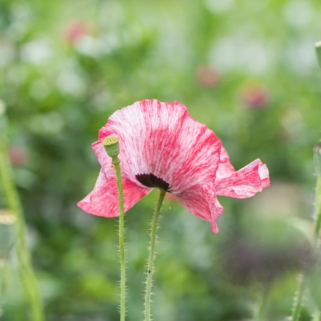 COQUELICOT ROMANTIQUE Shirley - Graines BIO | KOKOPELLI | Graines et Bio
