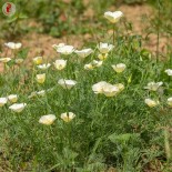 COQUELICOT de CALIFORNIE BLANC Ivory Castle - Graines BIO | KOKOPELLI | Graines et Bio