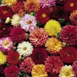 DAHLIA DOUBLE Extreme - Graines BIO | KOKOPELLI | Graines et Bio