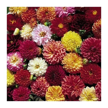 DAHLIA DOUBLE Extreme - Graines BIO | KOKOPELLI | Graines et Bio DAHLIA DOUBLE Extreme - Graines BIO | KOKOPELLI | Graines et Bio