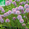 CIBOULETTE - Graines BIO | Ferme de Sainte Marthe | Graines et Bio
