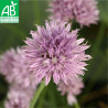 CIBOULETTE - Graines BIO | Ferme de Sainte Marthe | Graines et Bio