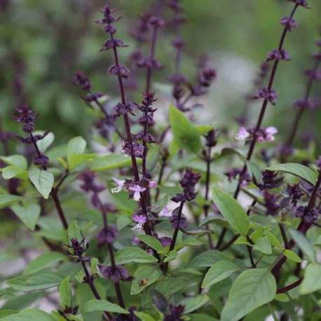 BASILIC THAÏ - Graines BIO | Ferme de Sainte Marthe | Graines et Bio