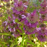 MONARDE CITRON - Graines non traitées | Ferme de Sainte Marthe | Graines et Bio