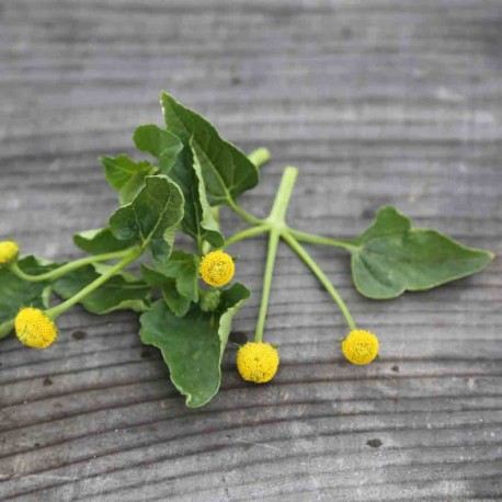 CRESSON DE PARA JAUNE Bredy Mafana - Graines BIO | Ferme de Sainte Marthe | Graines et Bio CRESSON DE PARA JAUNE Bredy Mafana - Graines BIO | Ferme de Sainte Marthe | Graines et Bio