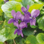 VIOLETTE Odorante - Graines non traitées | Ferme de Sainte Marthe | Graines et Bio