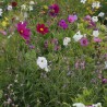 FLEURS PARFUMÉES - Graines en mélange | Ferme de Sainte Marthe | Graines et Bio