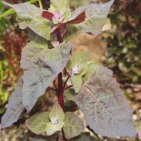 ARROCHE ROUGE - Graines BIO | Ferme de Sainte Marthe | Graines et Bio