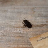 GRAND MUFLIER varié - Graines BIO | Ferme de Sainte Marthe | Graines et Bio