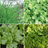 4 AROMATES en mélange - Graines BIO | Ferme de Sainte Marthe | Graines et Bio