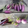 MINI AUBERGINES: 3 variétés en Mélange - Graines BIO | Ferme de Sainte Marthe | Graines et Bio