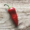 PIMENT d'ESPELETTE Gorria - Graines BIO | Ferme de Sainte Marthe | Graines et Bio