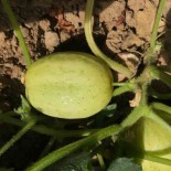 CONCOMBRE LEMON - Graines BIO | Ferme de Sainte Marthe | Graines et Bio