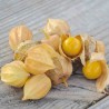 PHYSALIS Coqueret du Pérou - Graines BIO | Ferme de Sainte Marthe | Graines et Bio