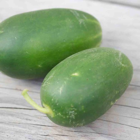 CORNICHON RUSSE - Graines BIO | Ferme de Sainte Marthe | Graines et Bio CORNICHON RUSSE - Graines BIO | Ferme de Sainte Marthe | Graines et Bio