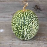 COURGE de SIAM - Graines BIO | Ferme de Sainte Marthe | Graines et Bio