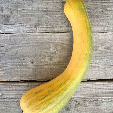 COURGE MUSQUÉE "LONGUE DE NICE" - Graines BIO | Ferme de Sainte Marthe | Graines et Bio COURGE MUSQUÉE "LONGUE DE NICE" - Graines BIO | Ferme de Sainte Marthe | Graines et Bio