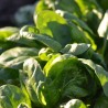ÉPINARD AMERICA - Graines BIO | Ferme de Sainte Marthe | Graines et Bio