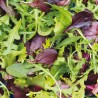 JEUNES POUSSES en Mélange - Graines BIO | Ferme de Sainte Marthe | Graines et Bio