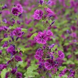 MAUVE de Mauritanie - Graines BIO | Ferme de Sainte Marthe | Graines et Bio