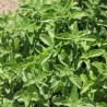 MENTHE GLACIALE ou des MONTAGNES - Graines non traitées | Ferme de Sainte Marthe | Graines et Bio