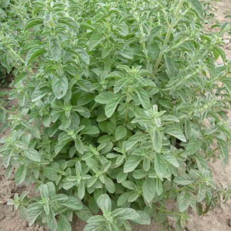 MENTHE FORTE Pouliot - Graines BIO | Ferme de Sainte Marthe | Graines et Bio MENTHE FORTE Pouliot - Graines BIO | Ferme de Sainte Marthe | Graines et Bio