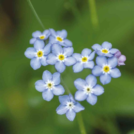 MYOSOTIS des BOIS - Graines non traitées | Ferme de Sainte Marthe | Graines et Bio MYOSOTIS des BOIS - Graines non traitées | Ferme de Sainte Marthe | Graines et Bio