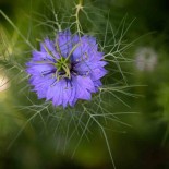 NIGELLE Cultivée ou CUMIN NOIR - Graines BIO | Ferme de Sainte Marthe | Graines et Bio