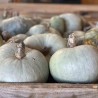 POTIRON "BLEU de HONGRIE" - Graines BIO | Ferme de Sainte Marthe | Graines et Bio