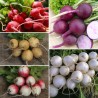 RADIS RONDS COLORÉS en MÉLANGE - Graines non traitées | Ferme de Sainte Marthe | Graines et Bio