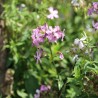 SAPONAIRE ou PLANTE À SAVON - Graines BIO | Ferme de Sainte Marthe | Graines et Bio