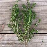 SARRIETTE Annuelle - Graines BIO | Ferme de Sainte Marthe | Graines et Bio