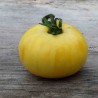 TOMATE BEAUTÉ BLANCHE - Graines BIO | Ferme de Sainte Marthe | Graines et Bio