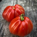 TOMATE LIGURIA - Graines BIO