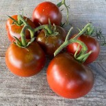 TOMATE NOIRE RUSSE - Graines BIO | Ferme de Sainte Marthe | Graines et Bio