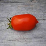 TOMATE ROMA - Graines BIO