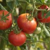 TOMATE ROSE DE BERNE - Graines BIO | Ferme de Sainte Marthe | Graines et Bio