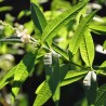 VERVEINE Officinale - Graines BIO | Ferme de Sainte Marthe | Graines et Bio